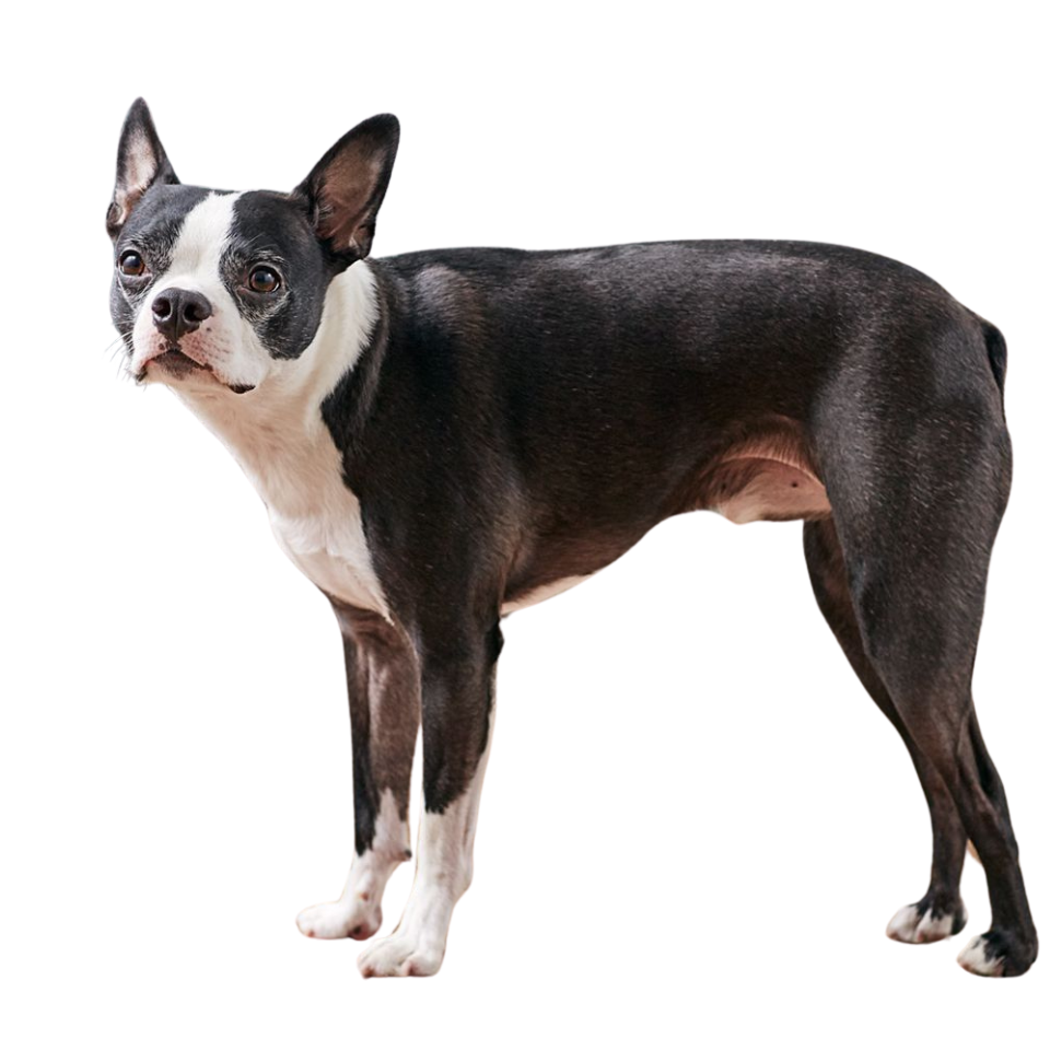 hond