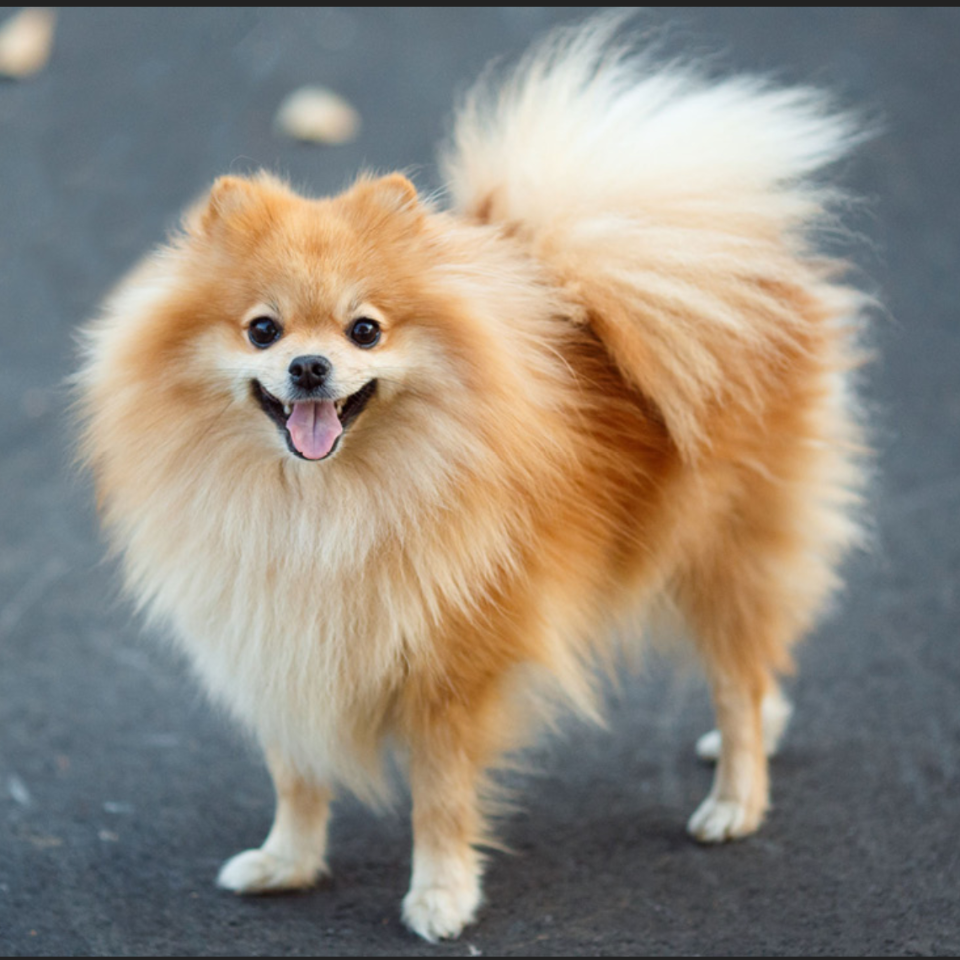 kleine hond